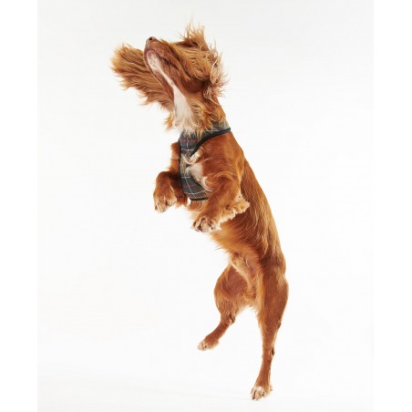 Barbour Arnês para cães